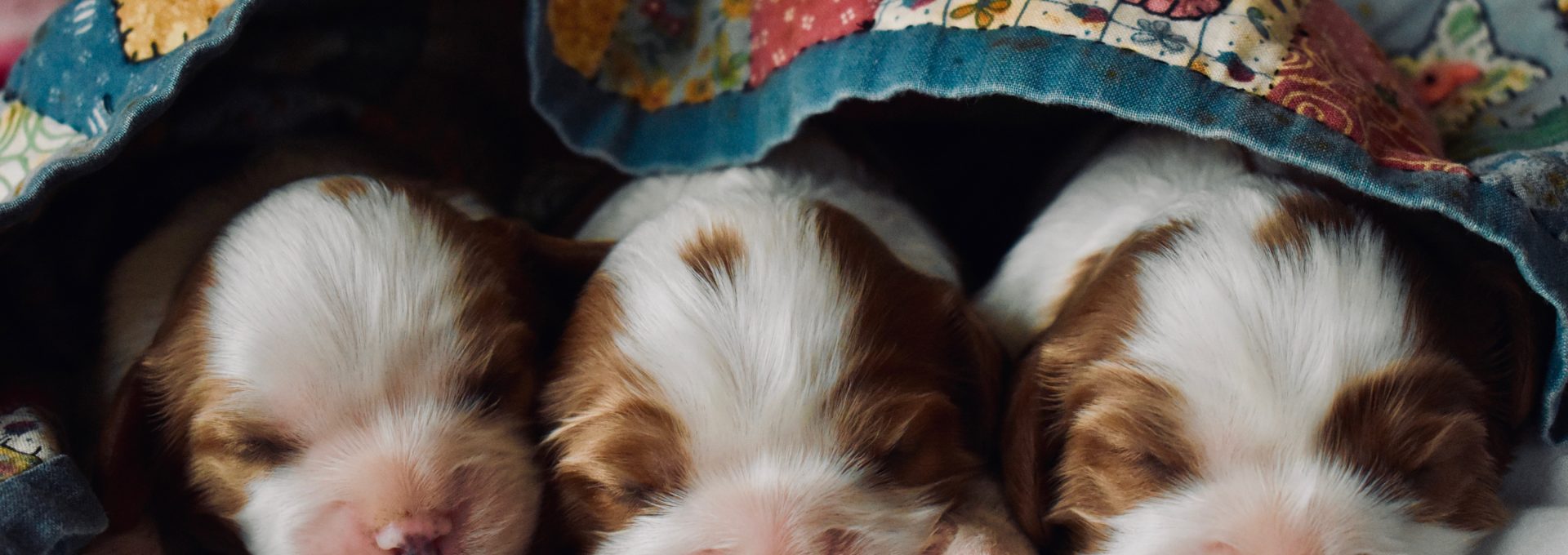 long-coated tan and white puppies