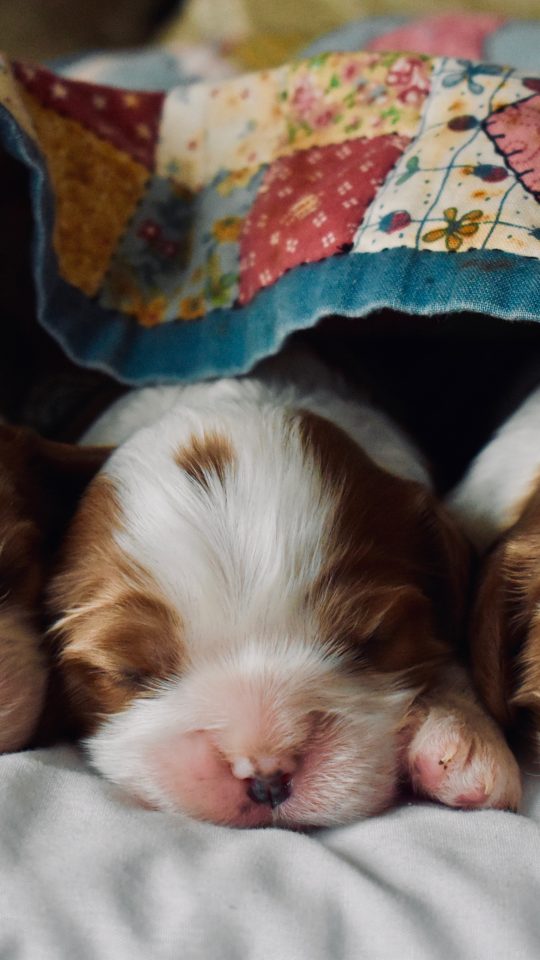 long-coated tan and white puppies