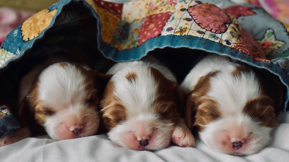 long-coated tan and white puppies